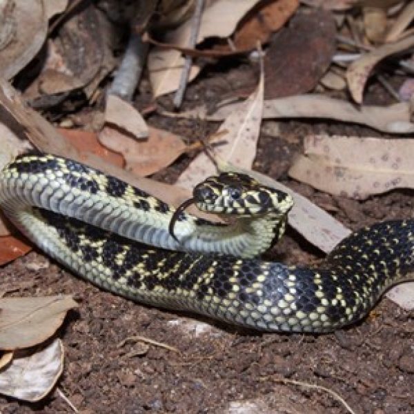 A black and yellow snake