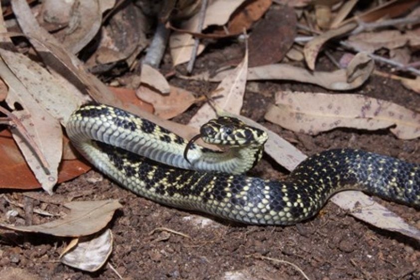 A black and yellow snake