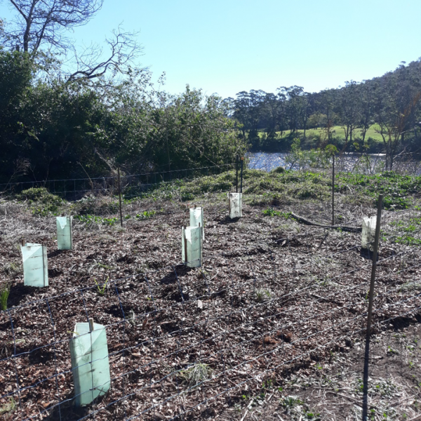 2021 plantings. 