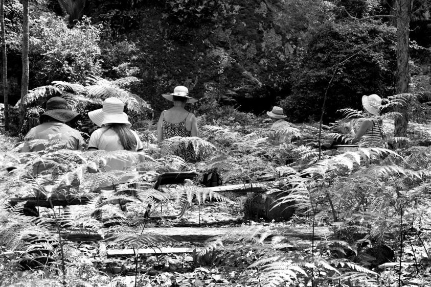 Forest Bathing Retreat