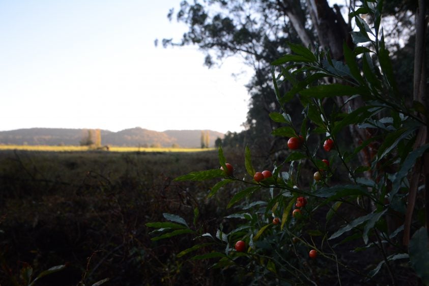 Treelines Track: Talk