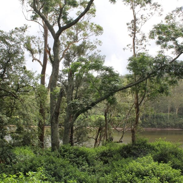 Red Cedar Tip Moth Project