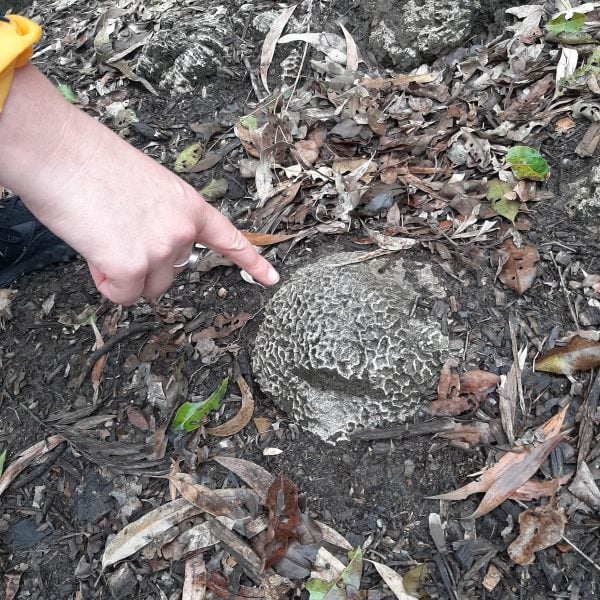 Coral on Yagarabul, Yuggera, Jagera and Turrbal Country - Meanjin / Brisbane Magnetic Excursion_02. Photo: Kenzee Patterson