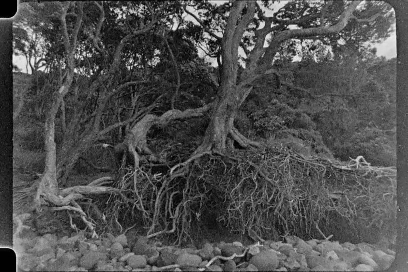 <b>The Polyphonic Sea</b> <br>Opening Weekend