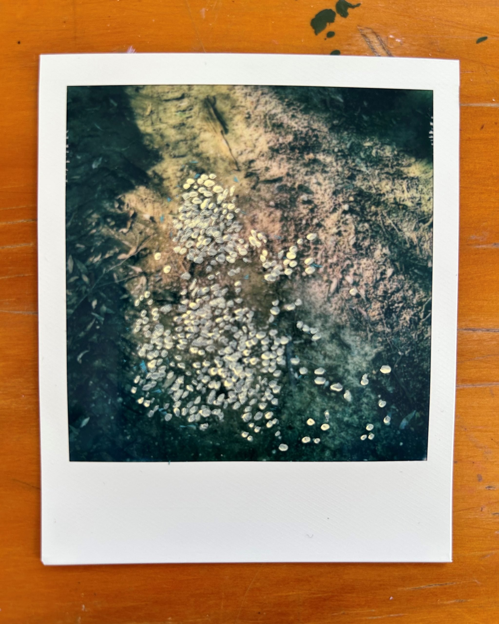 Looking for Patterns | Hayley Megan French