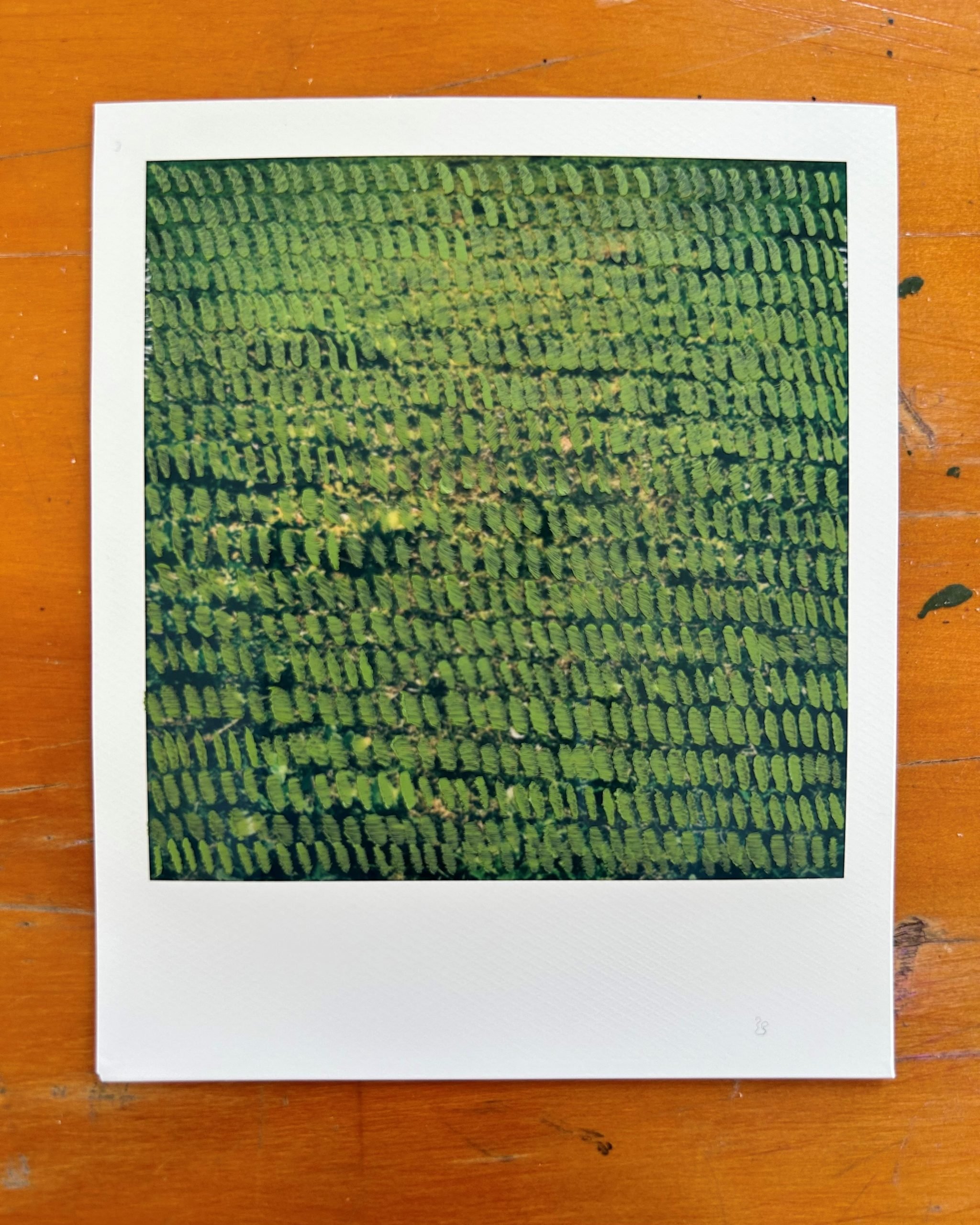Looking for Patterns | Hayley Megan French