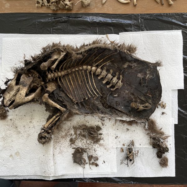 Companionship & Kinship | Helen Pynor