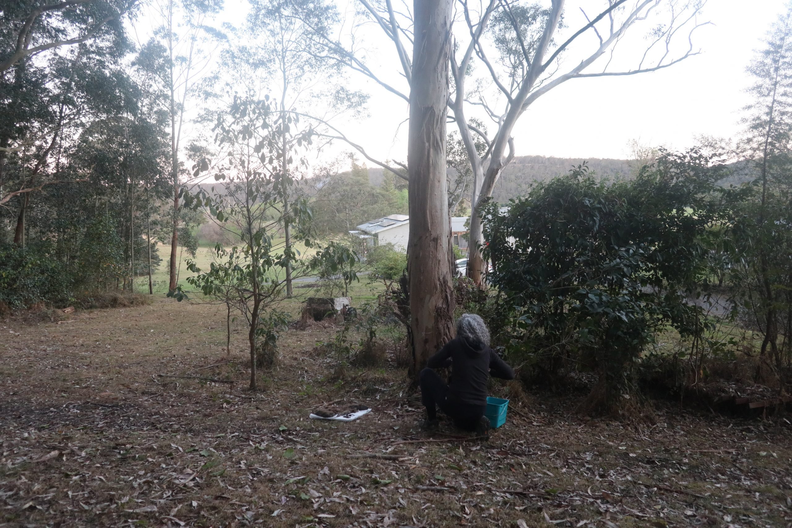 Wombat burial. Photo: Sayoko Suwabe