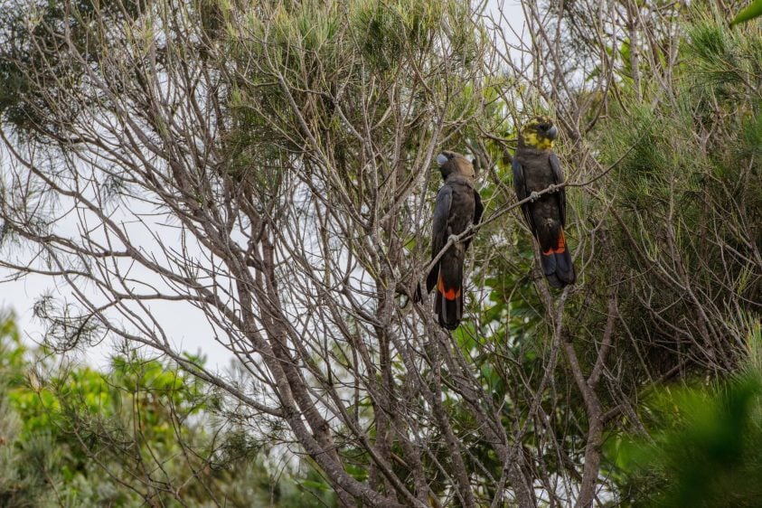 <b>Shoalhaven Threatened Species </b><br>Symposium