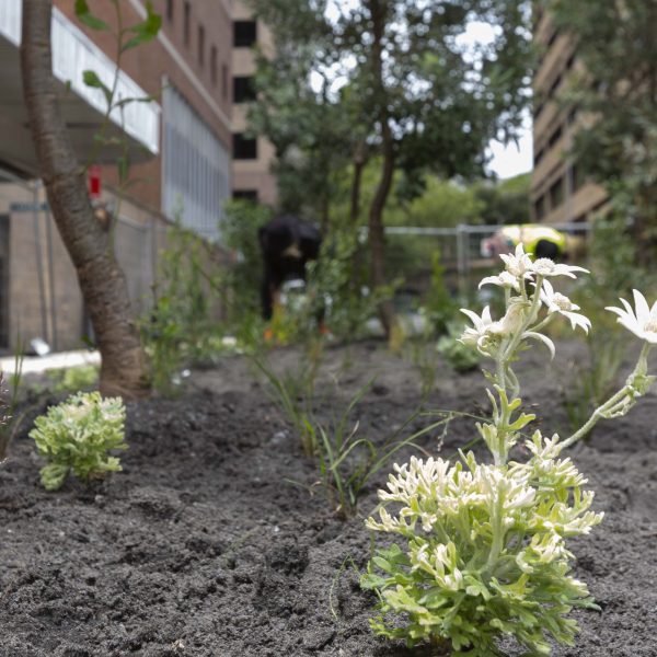 Dirt Witches Scrub Collective