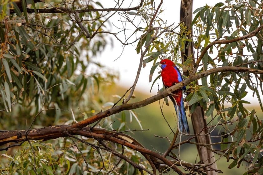 <b>Crimson Rosella</b> <br>Dreamtime Story