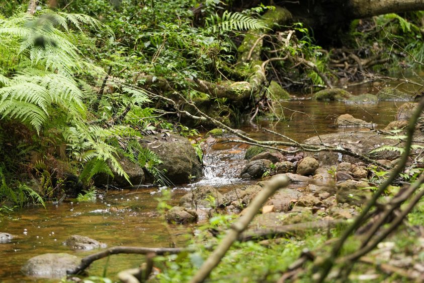 <b>Creek and River Walk</b> <br> Guided bushwalk