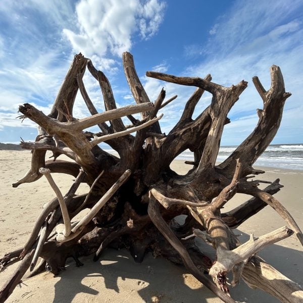 Shoalhaven Heads tree. Photo: Joshua Lobb