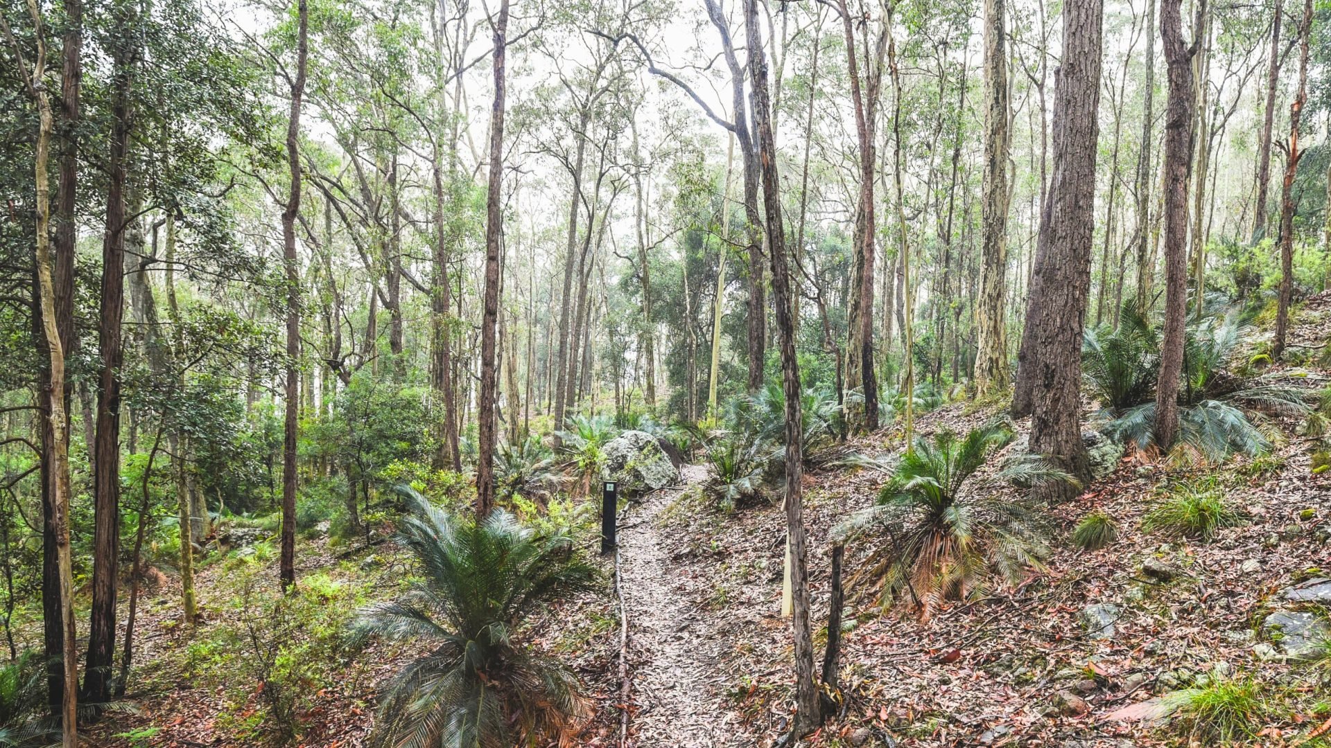 Buddawang Track