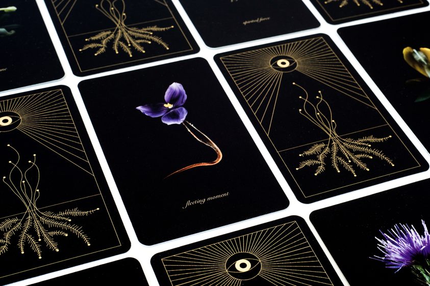 <b> Fortunes of the Forest </b> <br> Caitlin Franzmann