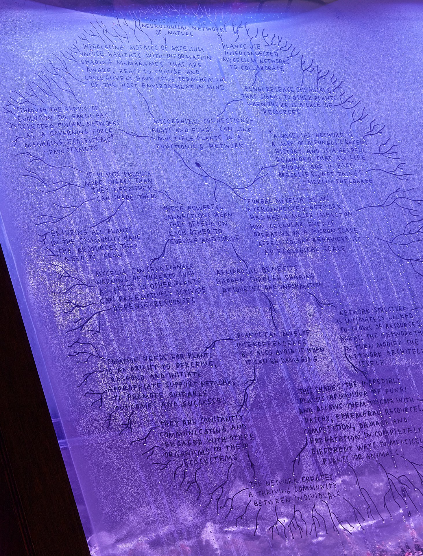 Keg de Souza, Growth in the shadows, glass, plywood, silicon, biofeedback modular synthesis, LED lights, various species of mycelium, tree branches, leaves, moss, lichen, various small creatures (including isopods, worms, bugs, mites) and other natural materials from the Bundanon landscape. Biofeedback patch by Lucas Abela. Photo by Zan Wimberley.