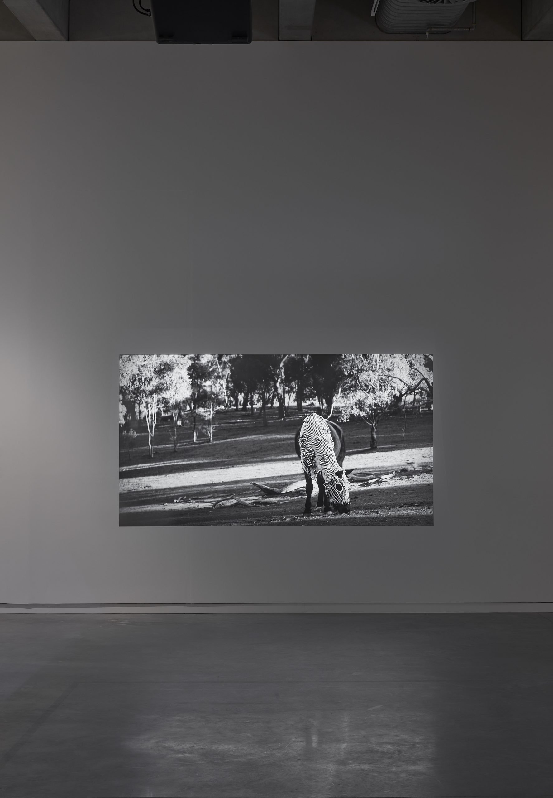 Tina Stefanou, Horse Power, 2019, single channel HD video, two-channel sound , 8:10min. Courtesy of the artist. Photo by Zan Wimberley.  