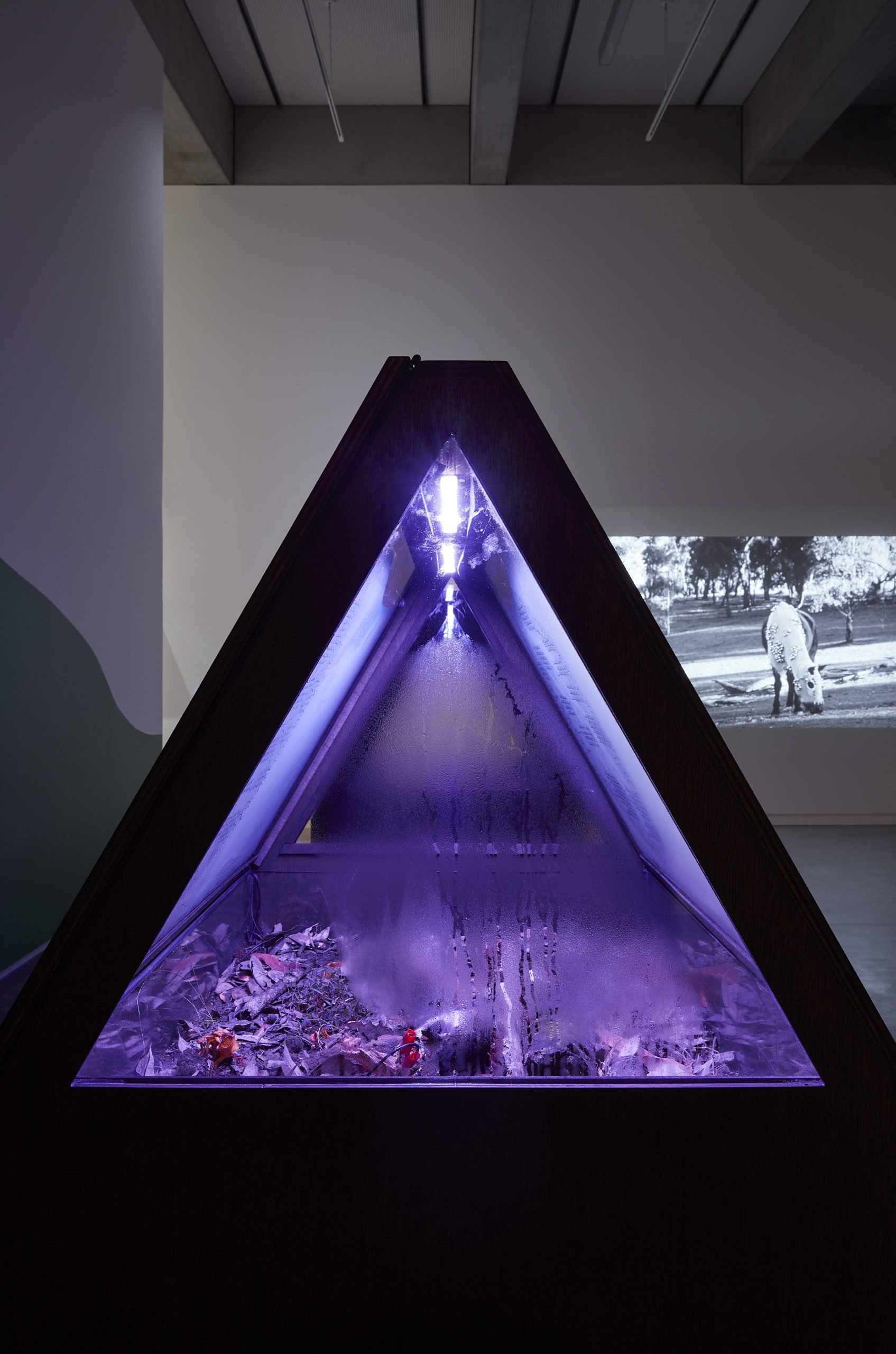 Keg de Souza, Growth in the shadows, glass, plywood, silicon, biofeedback modular synthesis, LED lights, various species of mycelium, tree branches, leaves, moss, lichen, various small creatures (including isopods, worms, bugs, mites) and other natural materials from the Bundanon landscape. Biofeedback patch by Lucas Abela. Photo by Zan Wimberley.