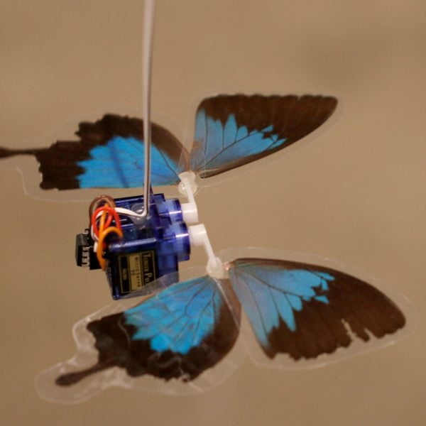 Sanctuary, 2018. Butterfly wings, motors, microcontroller, lamination.
Photo credit: Tully Arnot.