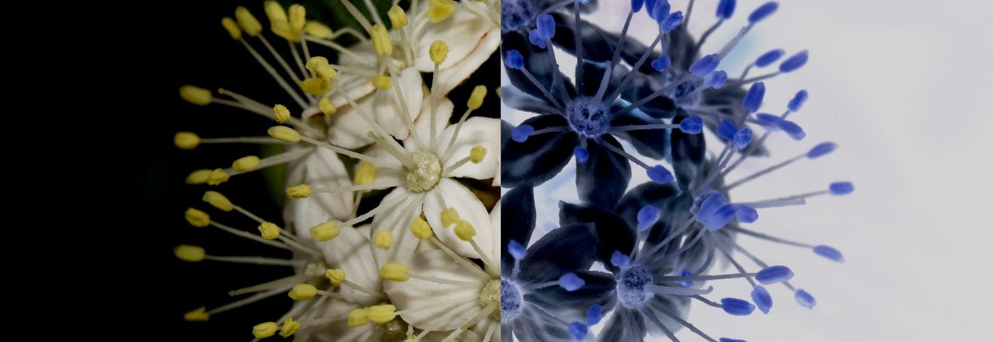 Flower with half of the image using inverted colours of the flower.