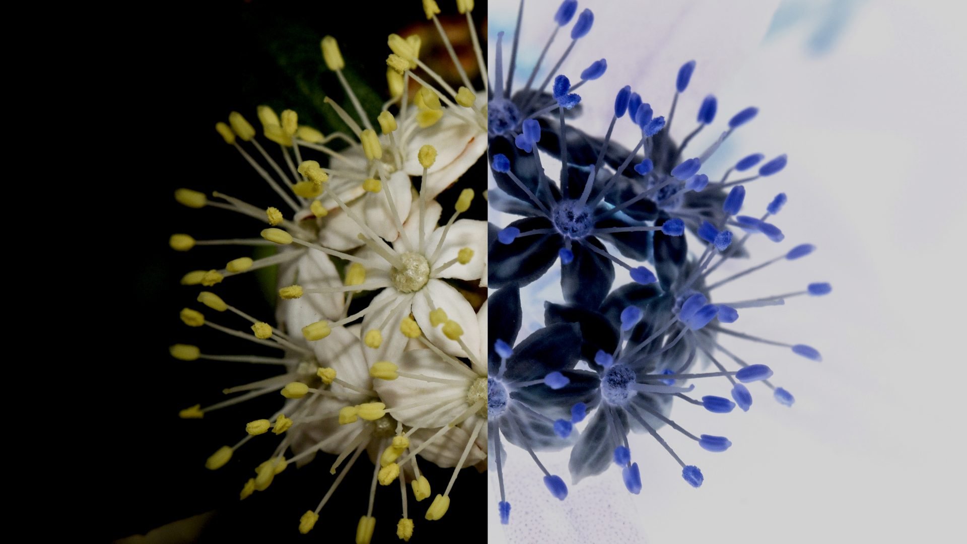 Flower with half of the image using inverted colours of the flower.