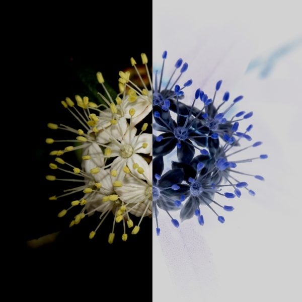 Flower with half of the image using inverted colours of the flower.