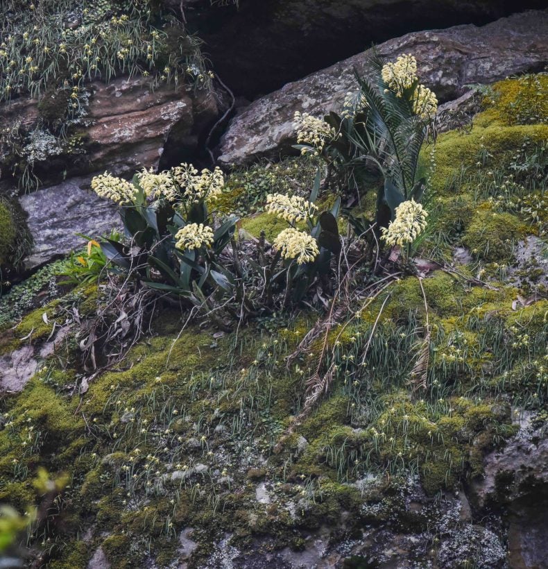 Flowers growing on a rock surface.