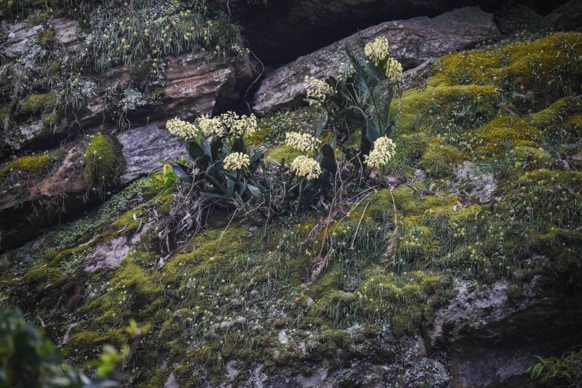 Hidden Chemistry of Native Plants