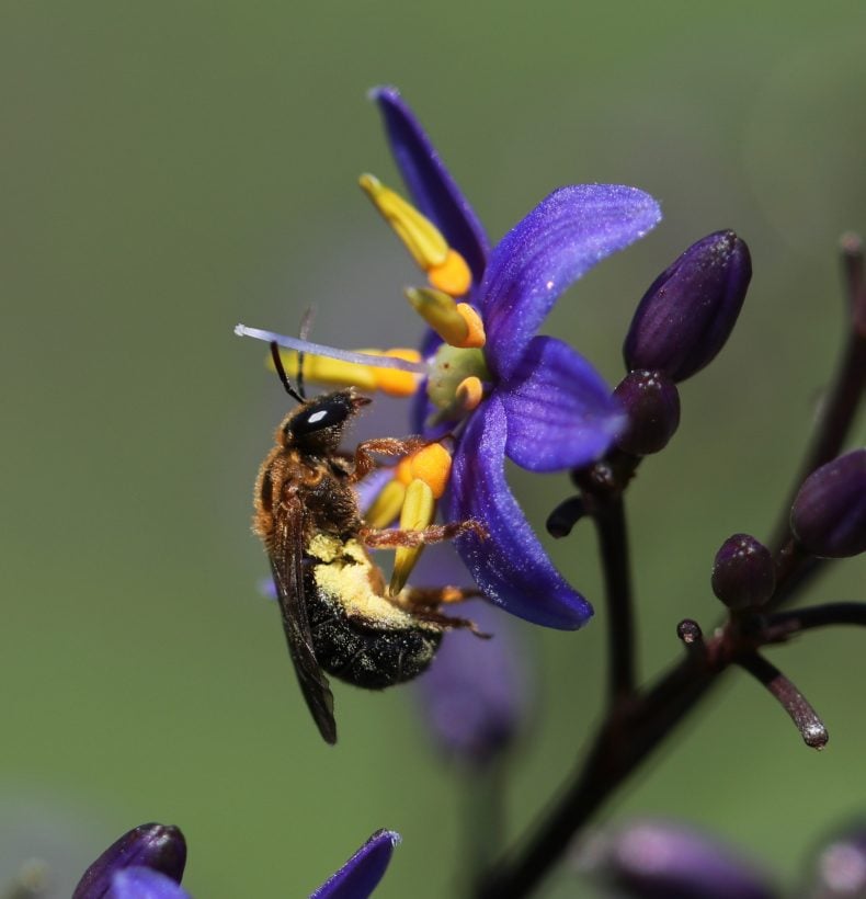 Close up of a native Australian bee on a small purple flower.