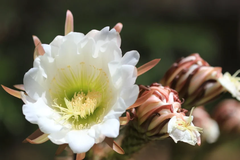 The Secret Life of Psychoactive Plants