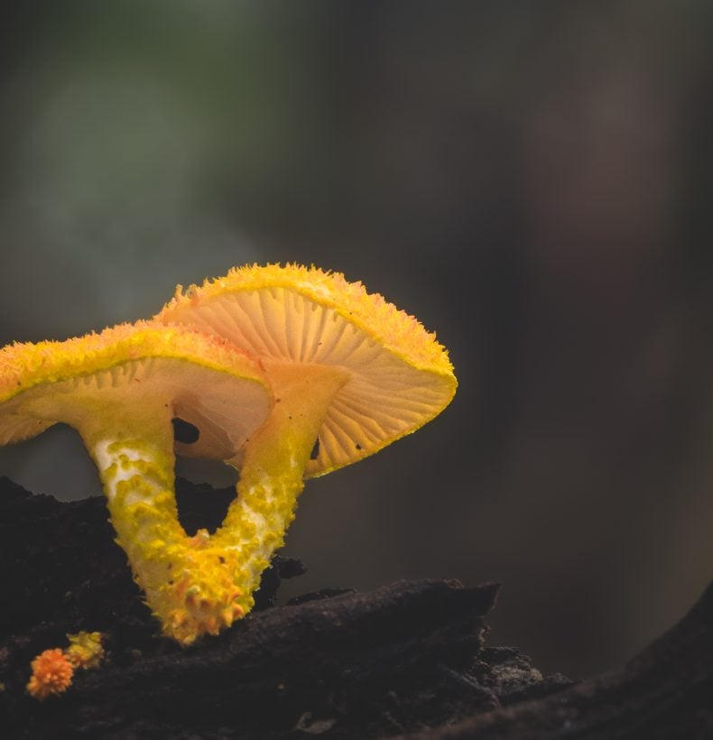 Yellow Mushroom