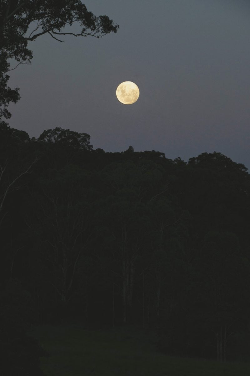 Moon at night above tree line