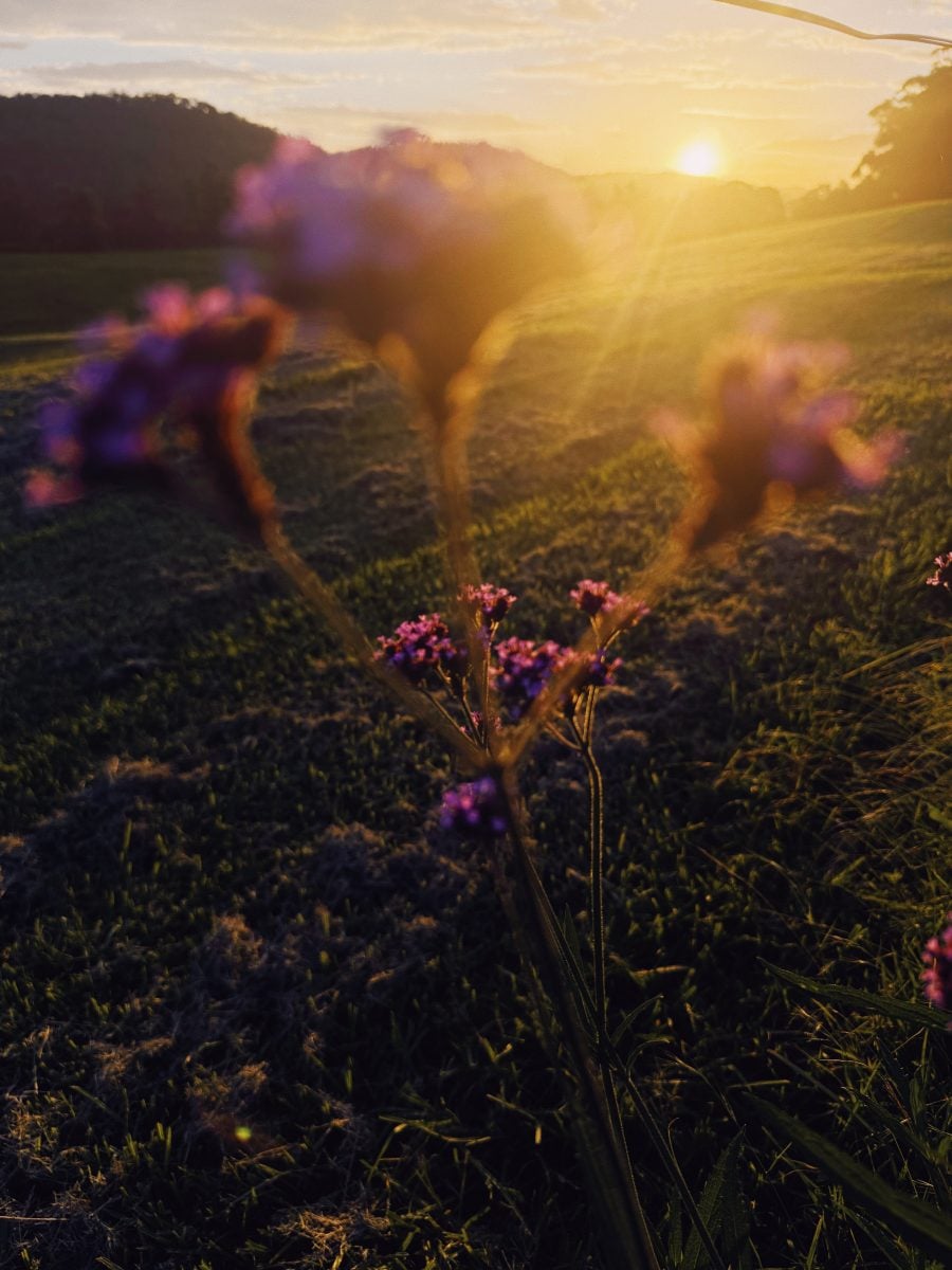Close up of flowers at sunset