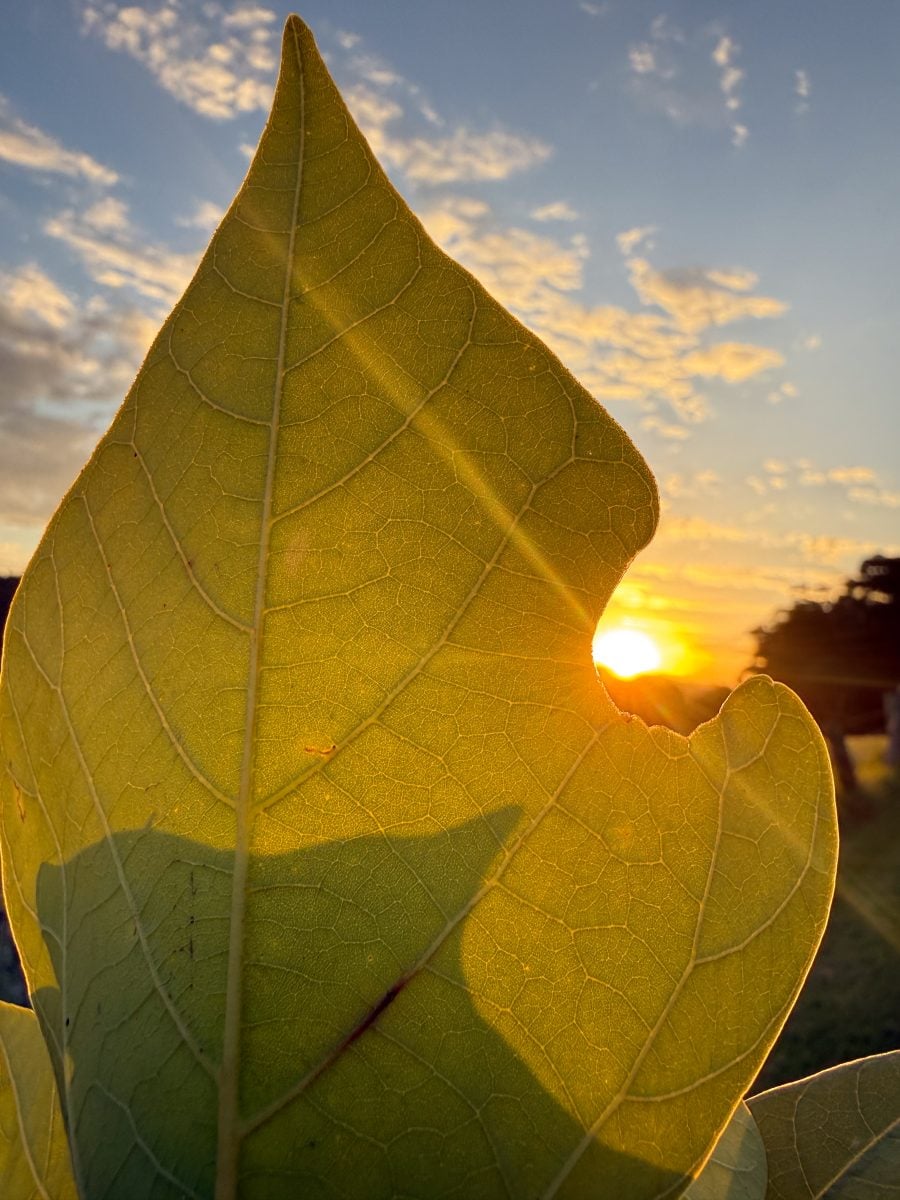 Close up of leaf at susnet