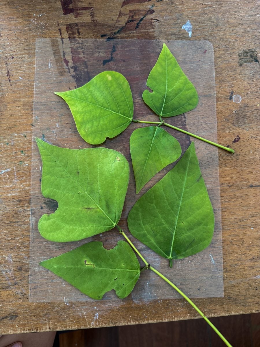 Leaves on a parchment