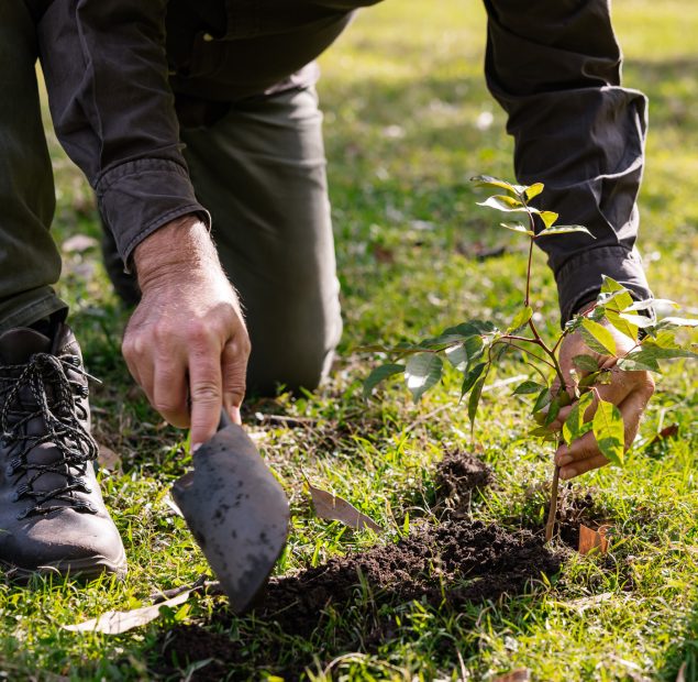 Human on hands and knees digging with a spade