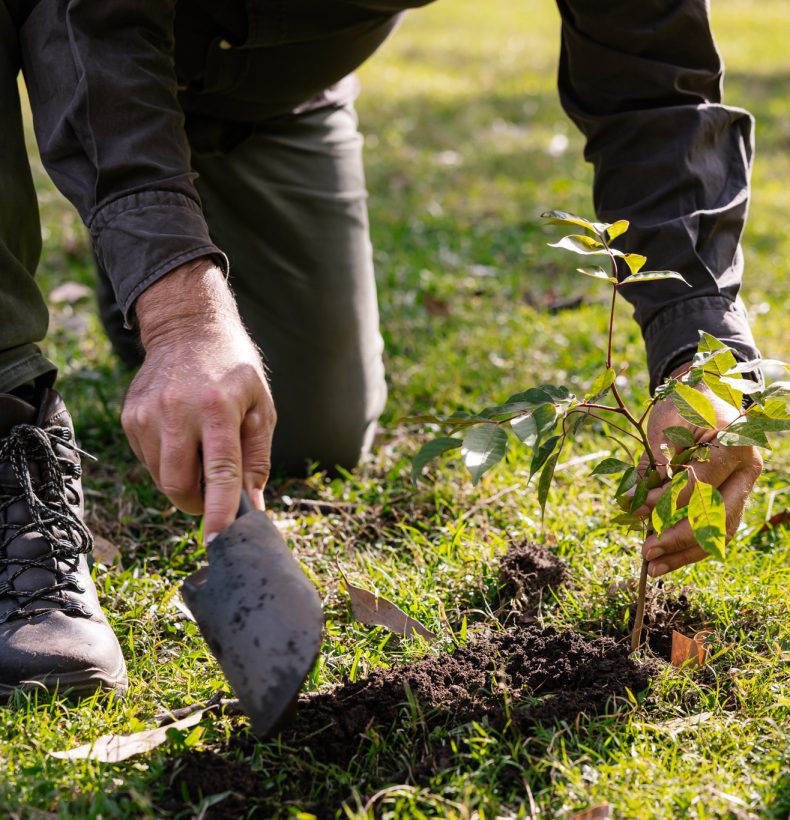 Human on hands and knees digging with a spade
