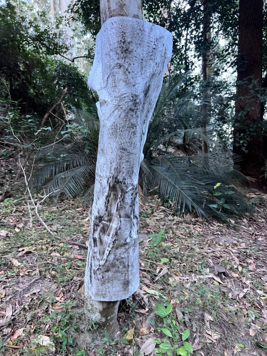 Wrapped up tree