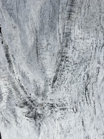 Obscure bark closeup