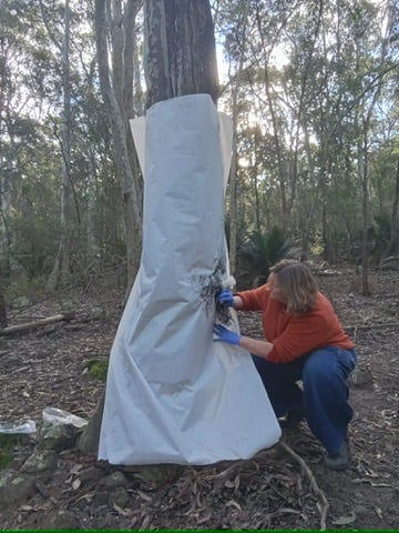 Person wrapping a tree